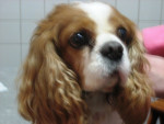 Acupunctuur bij Bobbie,9 jaar,cavalier met een hartprobleem.